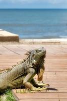 grön leguan i mexico med copy i strand foto