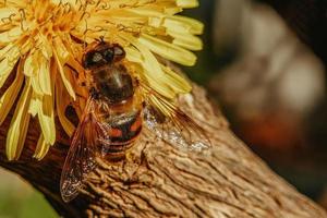bi tar pollen från en maskros blomma foto