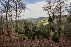 fält med nopales i xichu guanajuato mexico sierra gorda foto