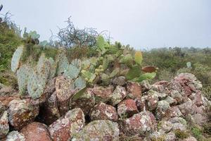 mexikansk landskap med opuntia kaktus och foto