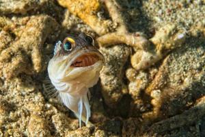 gå förbi fisk under vattnet foto