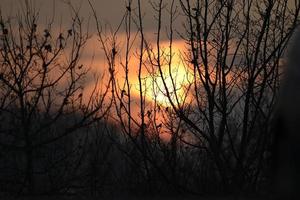 skön solnedgång genom träd grenar foto