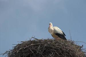 isolerat stork medan ser på du från dess bo foto