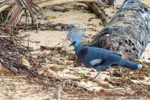 blå krönt duva fågel i indonesien foto