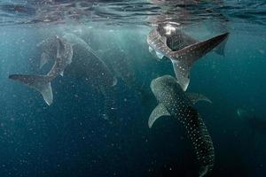 val hajar under vattnet kommande till du i väst papua indonesien foto