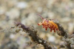 chromodoris coi nakensnäckan foto