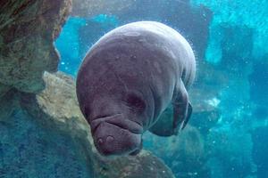 nyfödd bebis manatee stänga upp porträtt foto