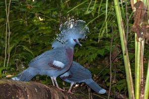 blå krönt duva fågel i indonesien foto