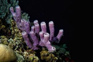 hård korall makro detalj medan dykning i indonesien foto