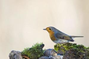 robin fågel röd bröst porträtt foto