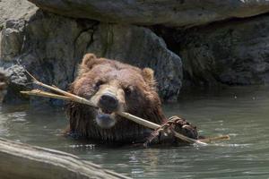 Björn brun grizzly spelar i de vatten foto