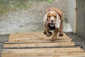 glad hund engelsk cocker spaniel medan du springer till dig foto