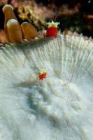 en färgrik pop- majs räka på röd mjuk korall makro i cebu filippinerna foto