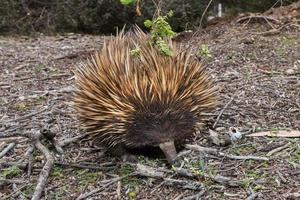 echidna australier endemisk djur- foto