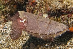 bläckfisk bläckfisk under vattnet på svart lava sand mycket dyka foto