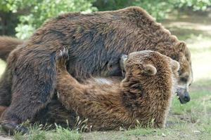 två svart grizzly björnar medan stridande foto