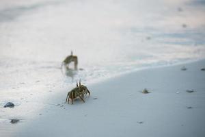 krabba på de sand på solnedgång foto