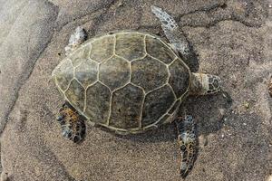 grön sköldpadda medan du kopplar av på sandstranden foto