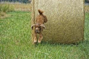 hund valp cockerspaniel spaniel Hoppar från vete boll foto