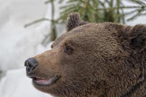 svart Björn brun grizzly porträtt i de snö medan ser på du foto