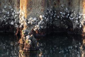 musslor i Venedig lagun chioggia hamn foto