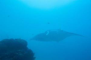 manta medan dykning i raja ampat papua indonesien foto