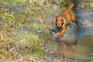 valp hund cocker spaniel foto