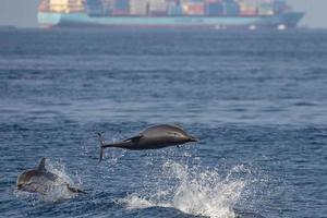 randig delfin medan Hoppar i de djup blå hav foto