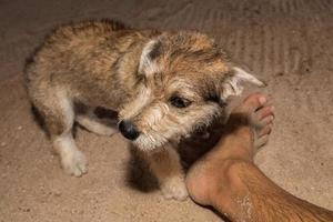 nyfödd valp hund lukta man fötter foto