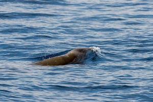 sällsynt gås näbbade val delfin ziphius cavirostris foto