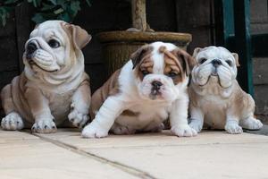 brittisk bulldoggvalp foto