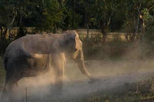 elefant tar en damm bad foto