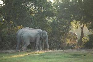 elefant tar en damm bad foto