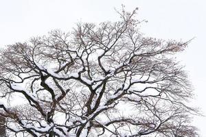 snöfall i vinterparken foto