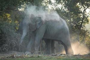 elefant tar en damm bad foto