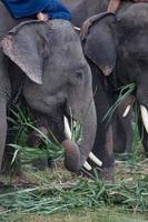 Asien elefant i Surin, Thailand foto