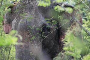 närbild av ett elefant foto