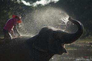 stor elefant badning i de flod och besprutning han själv med vatten, guidad förbi deras hanterare foto