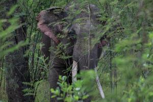 närbild av ett elefant foto