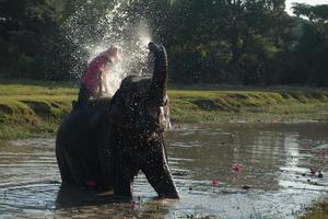 stor elefant badning i de flod och besprutning han själv med vatten, guidad förbi deras hanterare foto