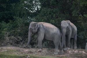 Asien elefant i Surin, Thailand foto