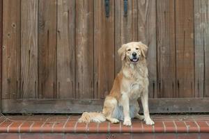 väluppfostrade golden retriever sitter på ett steg foto