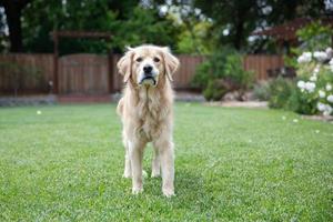 golden retriever som står på gräsmattan utomhus foto