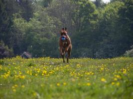 Rhodesian ridgeback hoppar i gräset foto