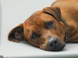 Rhodesian ridgeback vilar på en stol foto