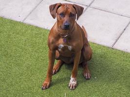 Rhodesian ridgeback sitter lydigt utomhus foto