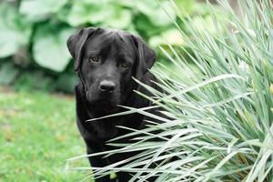 svart labrador retriever i en gård foto