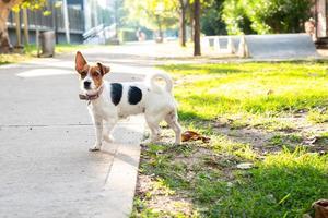 jack russell terrier utan koppel foto