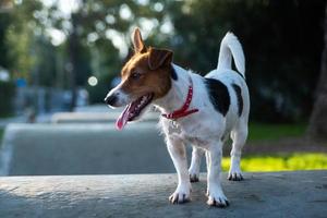 glad jack russell terrier utanför foto