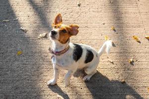 jack russell terrier väntar tålmodigt foto